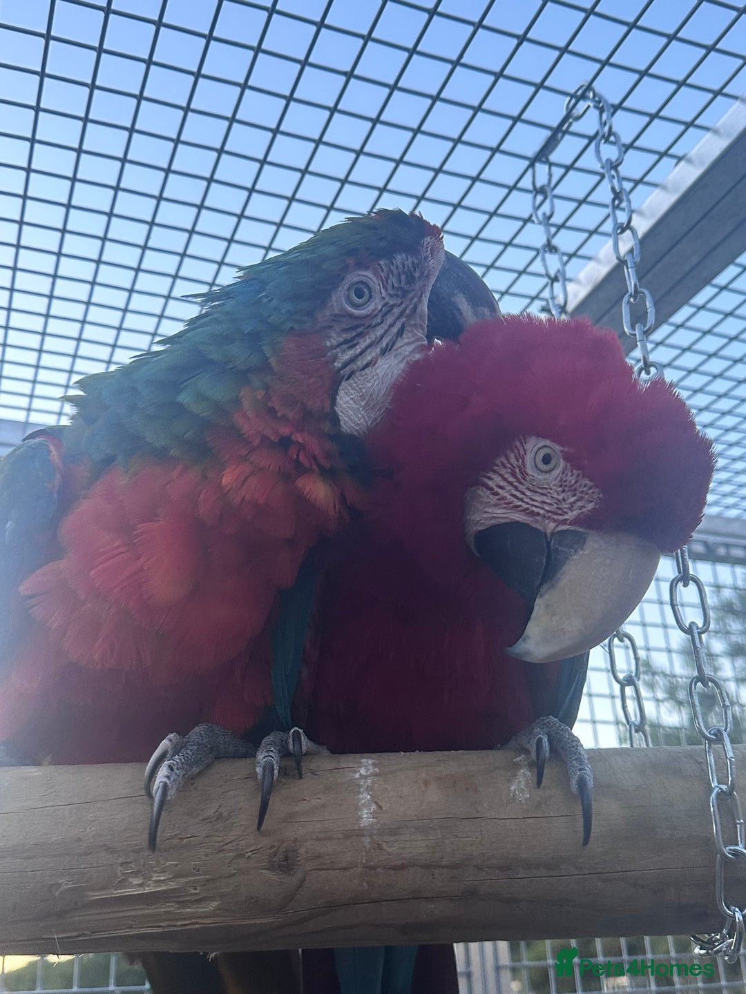 Macaws birds for sale: Bonded pair of macaws  - Image 2