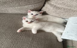 British Shorthair cats for sale: Reduced BSH kittens a few left !!! Going cheap  - Image 5
