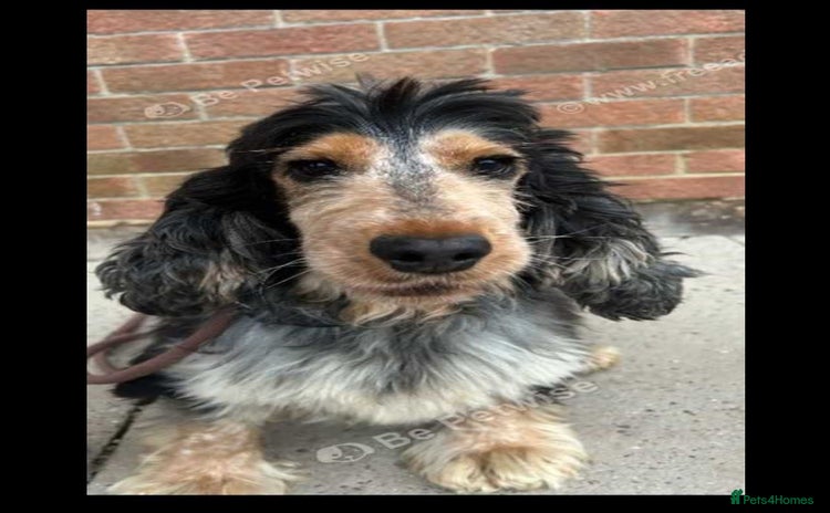 Cocker Spaniel dogs - Advert 1