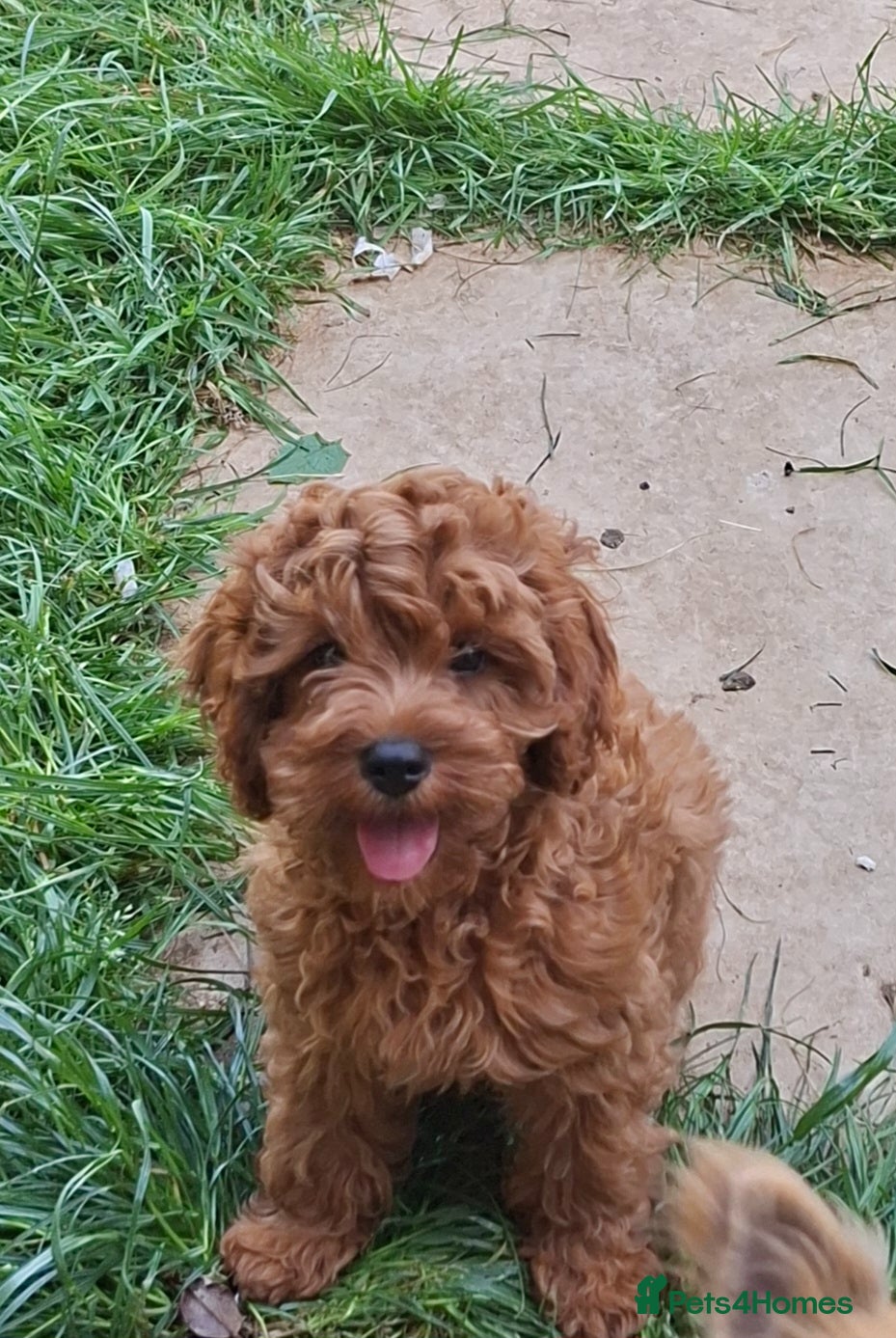 Cavapoo dogs *READY* fully vaccinated toy Cavapoo - Advert 16