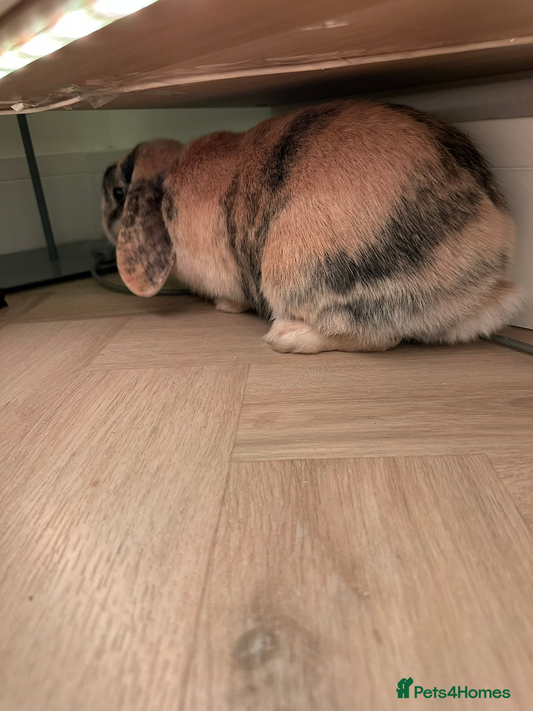 Dwarf Lop rabbits for sale: 2 Female Dwarf Lop Rabbits - Advert 3