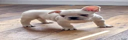 French Bulldog dogs for sale: Top Quality french bulldog puppies Available  - Advert 5