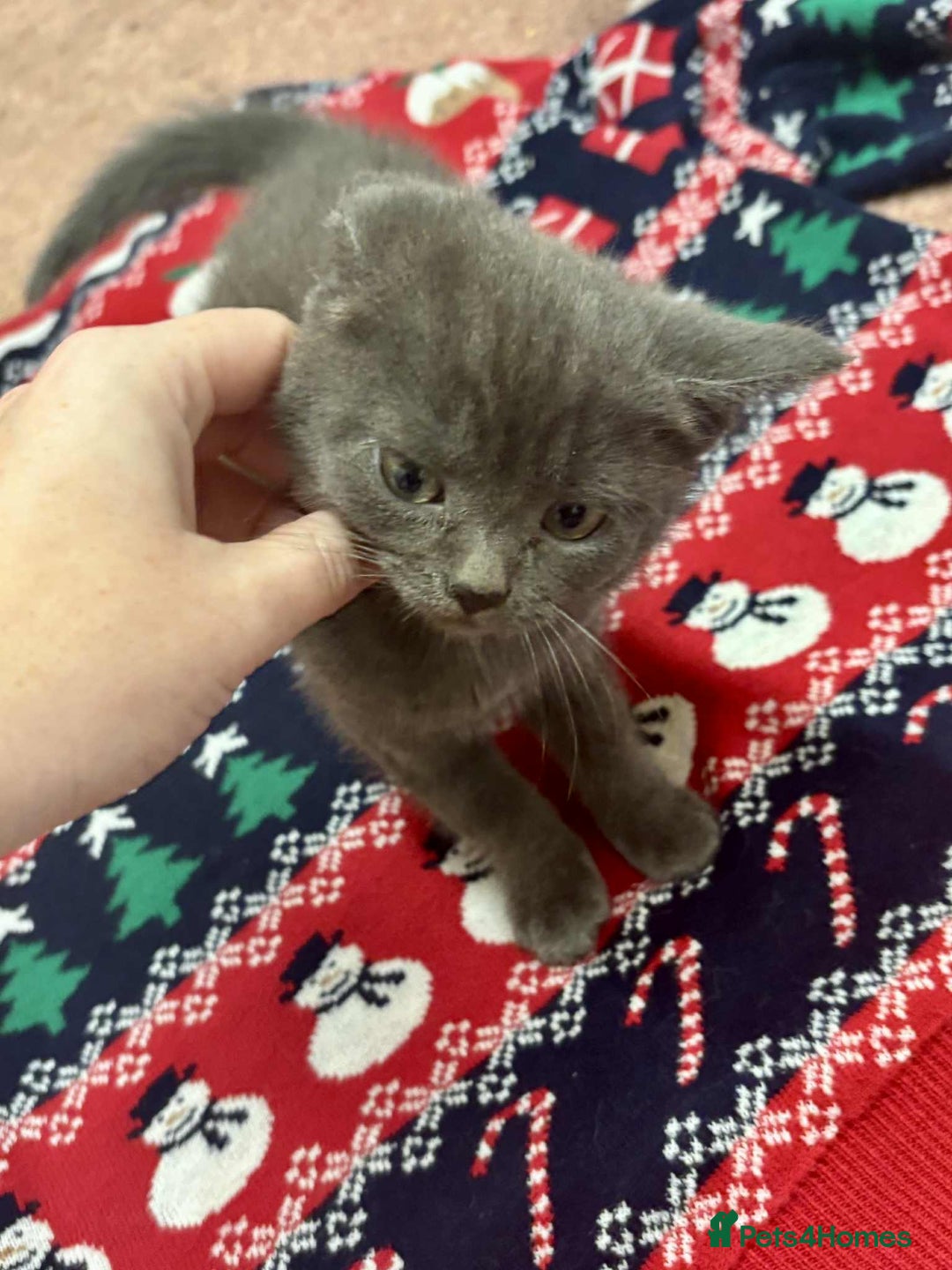 Mixed Breed cats for sale: Kittens mix - Advert 2