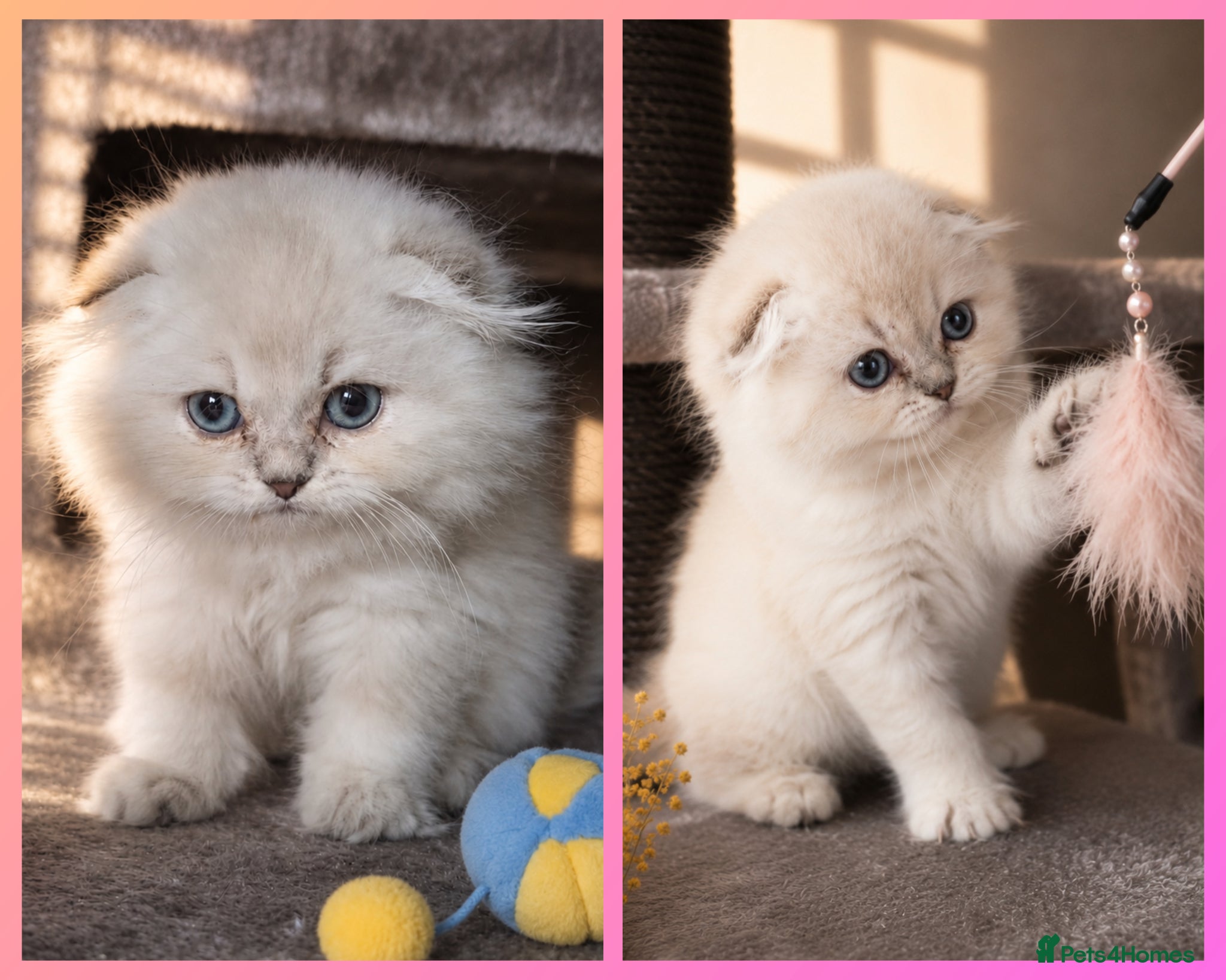 Scottish Fold cats for sale: 💓 LAST KITTEN 🐾 TICA reg - Advert 1