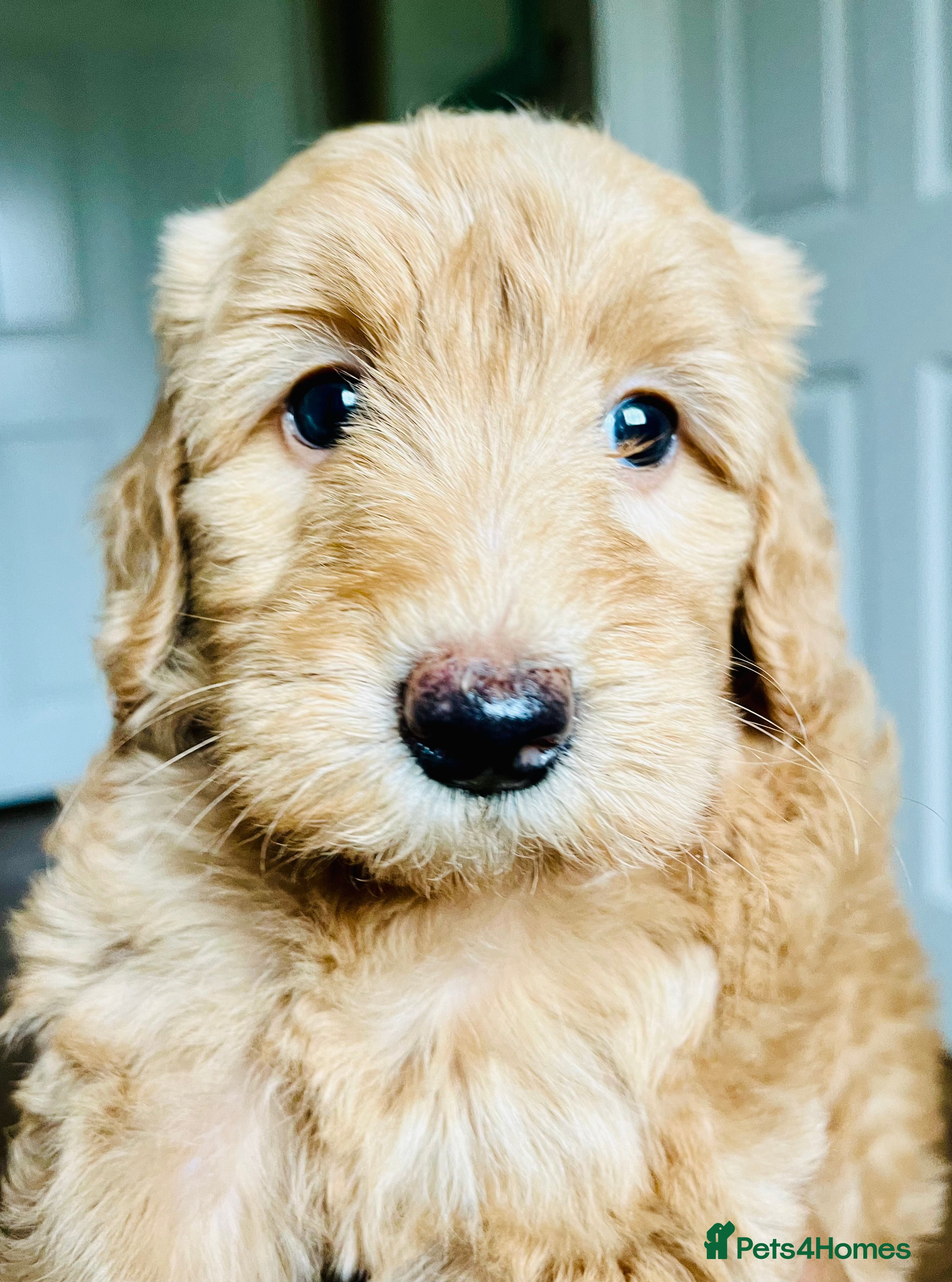 Labradoodle dogs 🥰 Cute 💕 Miniature labradoodle Puppies F2BB  💕 - Advert 11