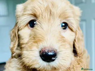 Labradoodle dogs 🥰 Cute 💕 Miniature labradoodle Puppies F2BB 💕 - Advert 11
