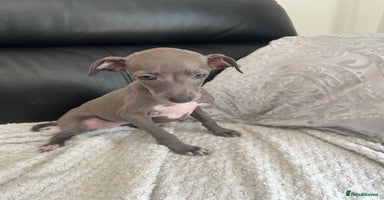 Italian Greyhound dogs - Advert 8