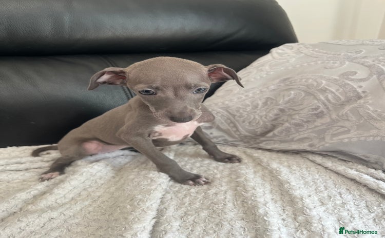 Italian Greyhound dogs - Advert 2