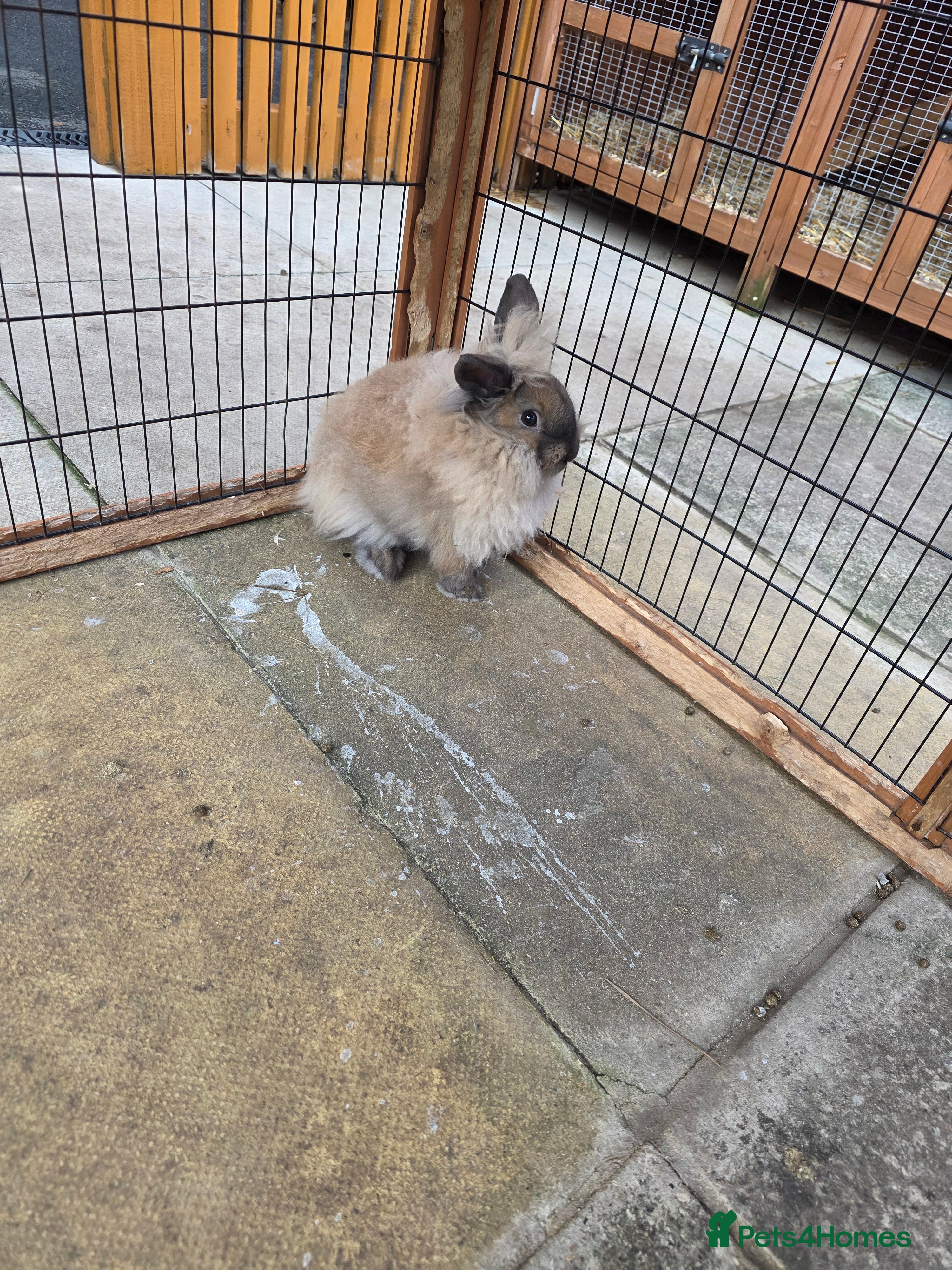 Mini Lion Lop rabbits Mini liop lops - Advert 16