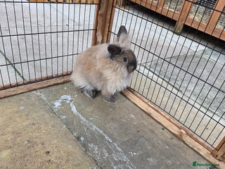 Mini Lion Lop rabbits Mini liop lops - Advert 13