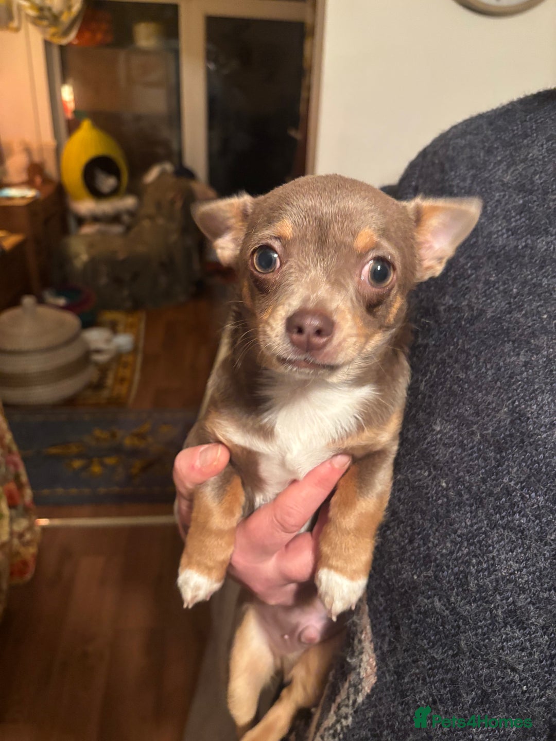 Chihuahua dogs for sale: Chihuahua boys - Advert 5