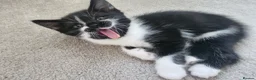 Mixed Breed cats for sale: 2 new born kittens in Enfield - Advert 13