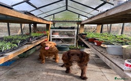 Cockerdor dogs for sale: Beautiful Cockerdor puppies for sale  - Image 18