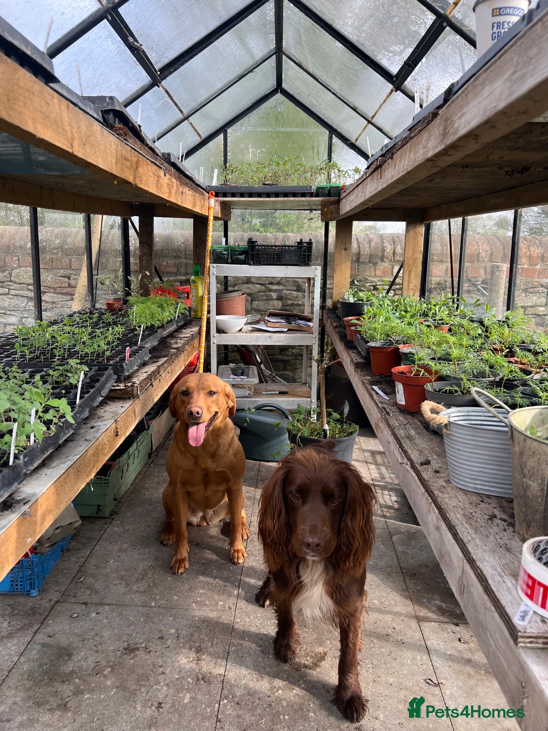 Cockerdor dogs for sale: Beautiful Cockerdor puppies for sale  - Image 18