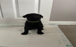 Labrador Retriever dogs for sale: Black Labrador Puppies - Advert 4