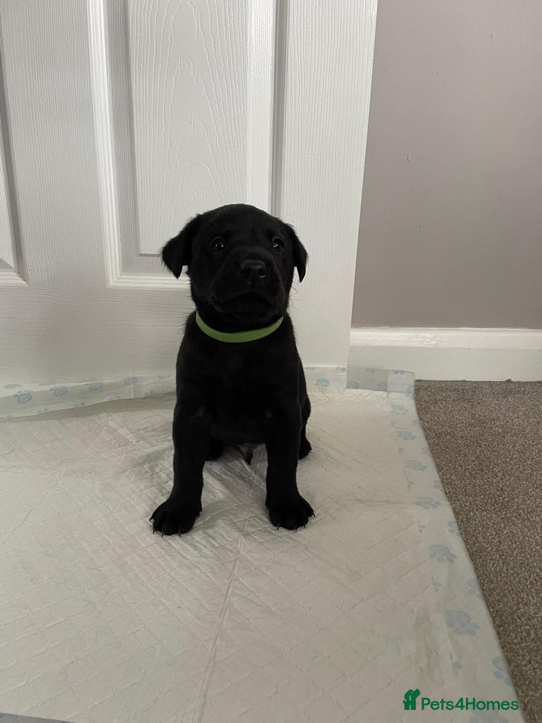 Labrador Retriever dogs for sale: Black Labrador Puppies - Advert 4