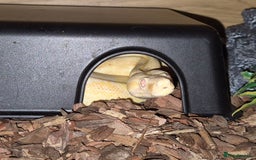 Boa Snake reptiles for sale: Sharp albino boa constrictor male - Image 6