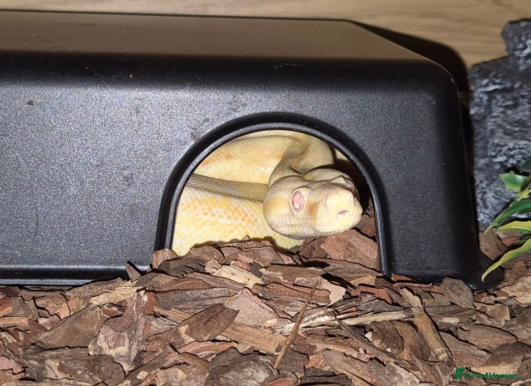 Boa Snake reptiles for sale: Sharp albino boa constrictor male - Image 6