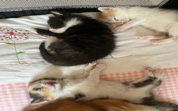 Domestic Shorthair cats for sale: Litter of 9 Beautiful Kittens - Image 15
