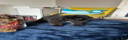 Toy Poodle dogs for sale: 🤩Stunning, Intelligent & Cuddly Fur Babies ⭐️😍 in Walsall - Advert 26