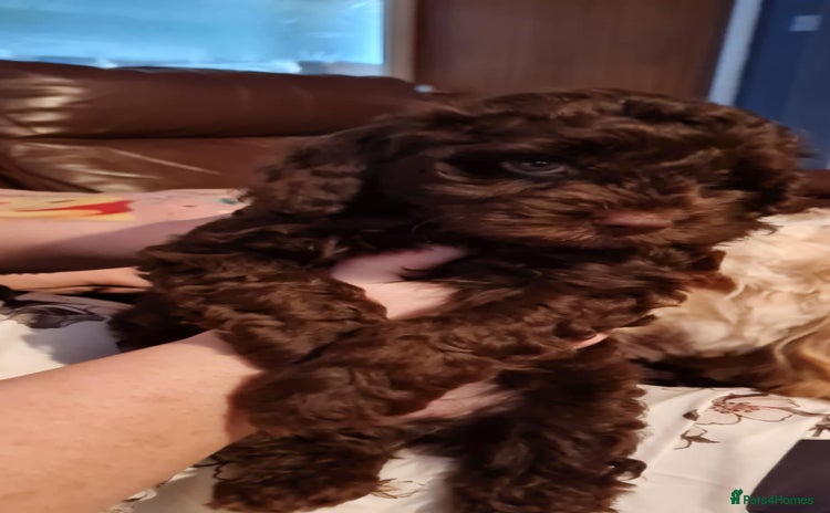 Cockapoo dogs - Advert 16