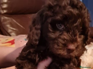 Cockapoo dogs - Advert 6