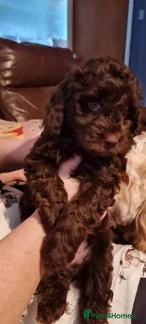 Cockapoo dogs - Advert 16