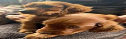 Irish Setter dogs for sale: TWO BOYS AVAILABLE READY TO LEAVE - Advert 8