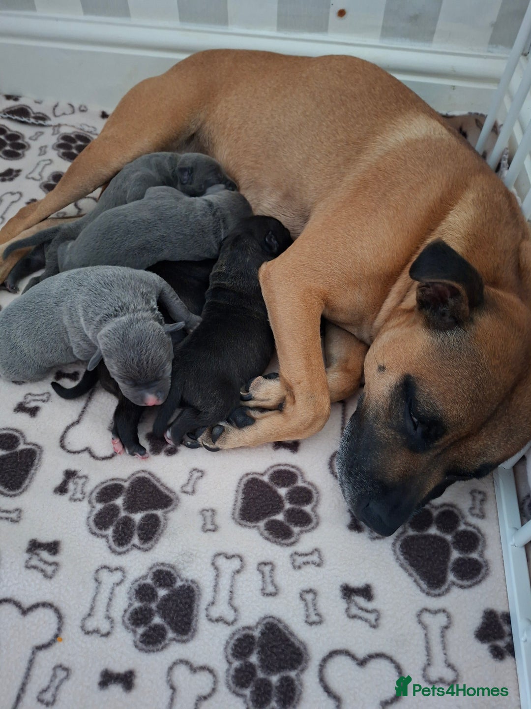 Staffordshire Bull Terrier dogs for sale: Staffy pups ready 26th august 2 brindle 3 blue - Image 38