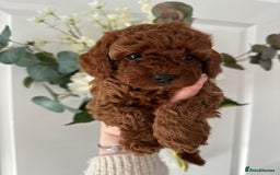 Cavapoo dogs for sale: STUNNING DEEP RED CAVAPOO PUPPIES  - Image 7