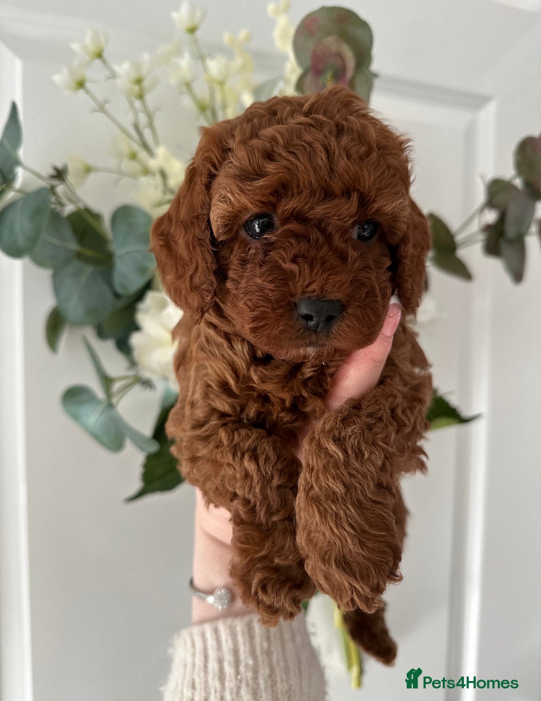 Cavapoo dogs for sale: STUNNING DEEP RED CAVAPOO PUPPIES  - Image 7