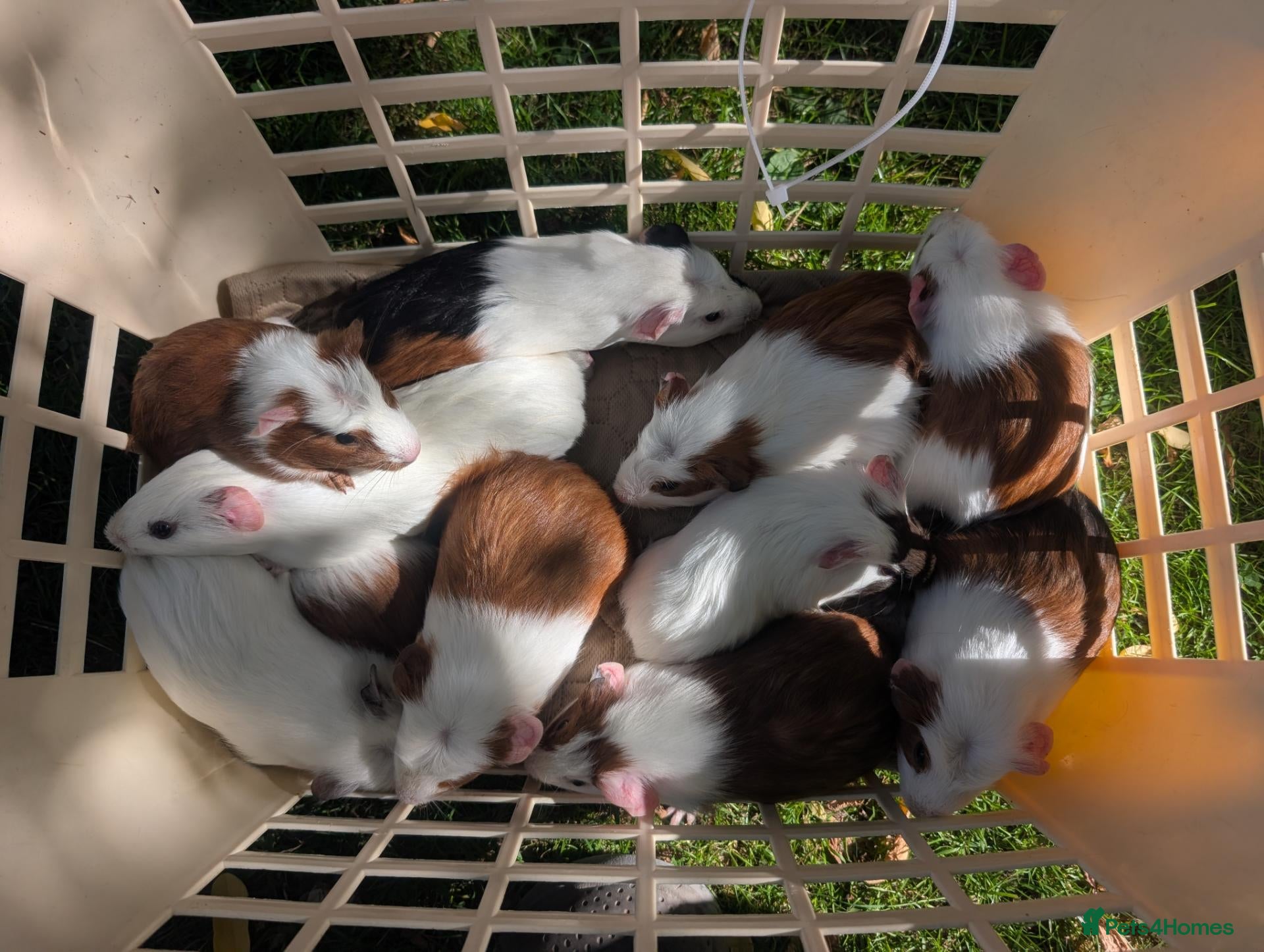 Guinea Pig rodents Young guinea pigs girls and boys  - Advert 19