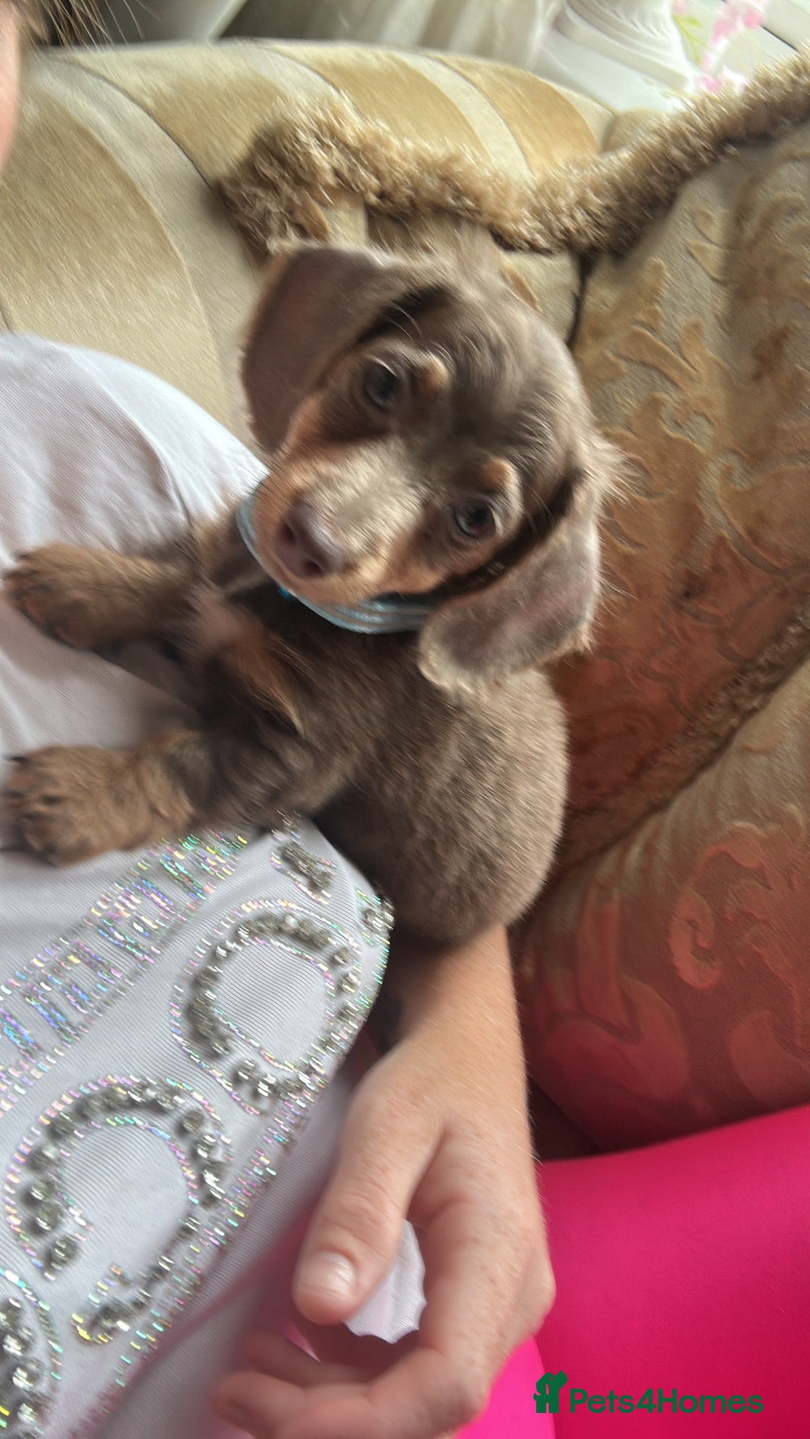 Miniature Dachshund dogs £950 ❤️ kc registered puppy collect now  - Advert 13