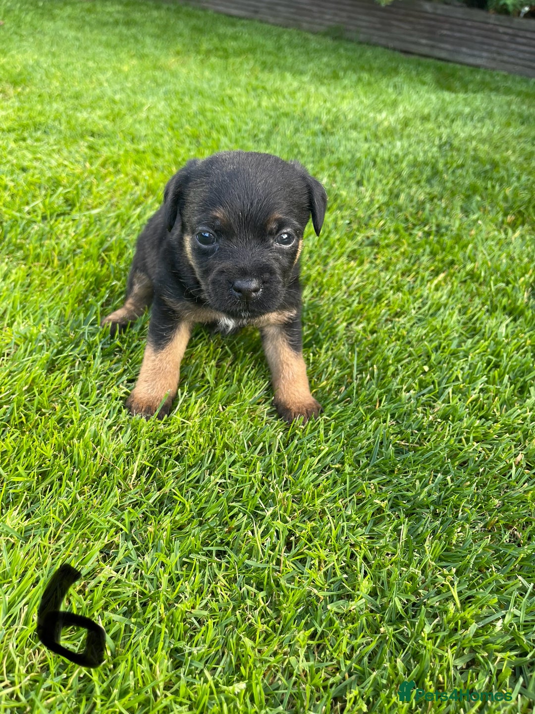 Border Terrier dogs for sale: Border Terrier Puppies  - Image 21