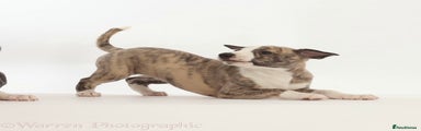 Whippet Puppy 1