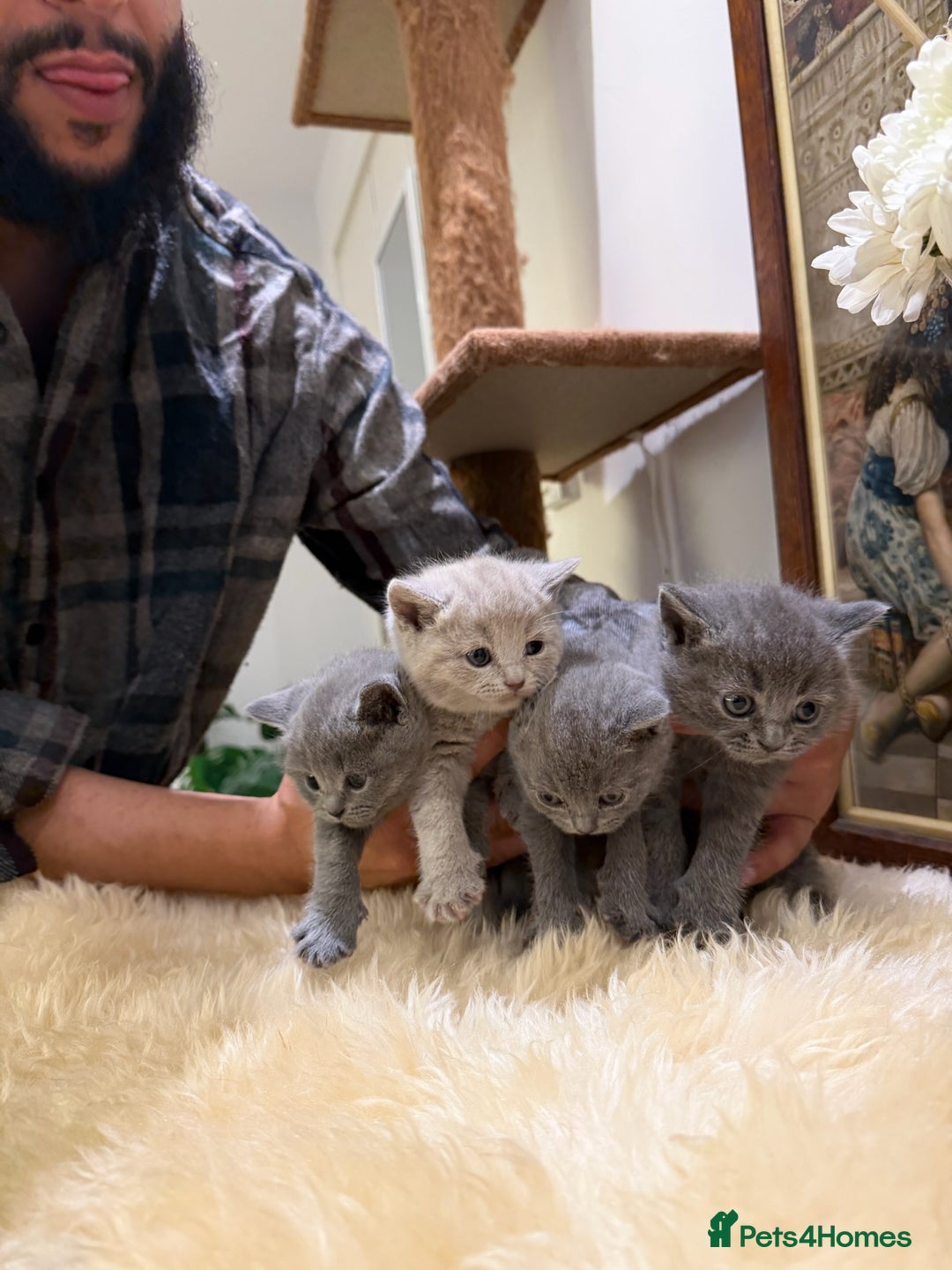 British Shorthair cats for sale: TICA registered purebreed BritishShorthair Kittens - Advert 7
