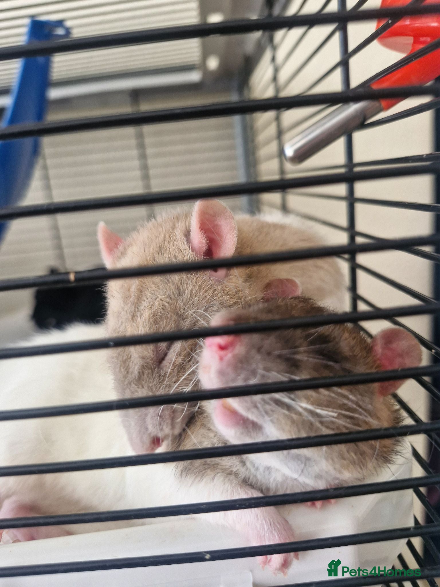 Rat rodents 2 brothers Rats need new home - Advert 8