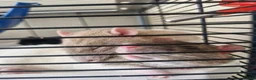 Rat rodents for sale: 2 brothers Rats need new home - Advert 1