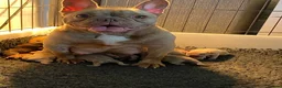 French Bulldog dogs for stud: ISABELLA NEWSHADE AND TAN CREAM CARRIER STUD in Boston - Advert 16