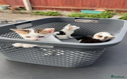 Domestic Shorthair cats for sale: 4 Domestic Shorthair Kittens  - Image 4