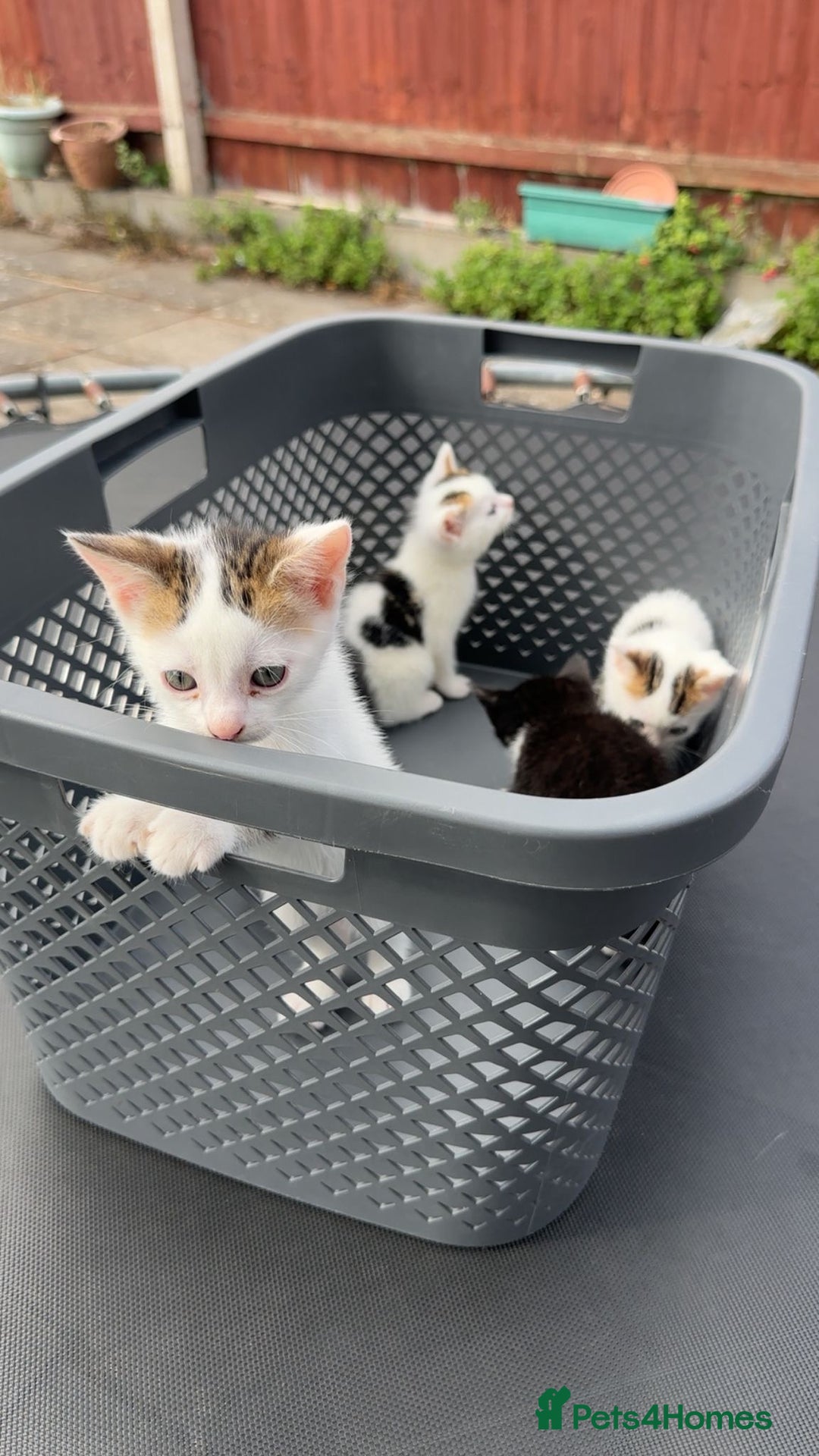 Domestic Shorthair cats for sale: 4 Domestic Shorthair Kittens  - Image 4
