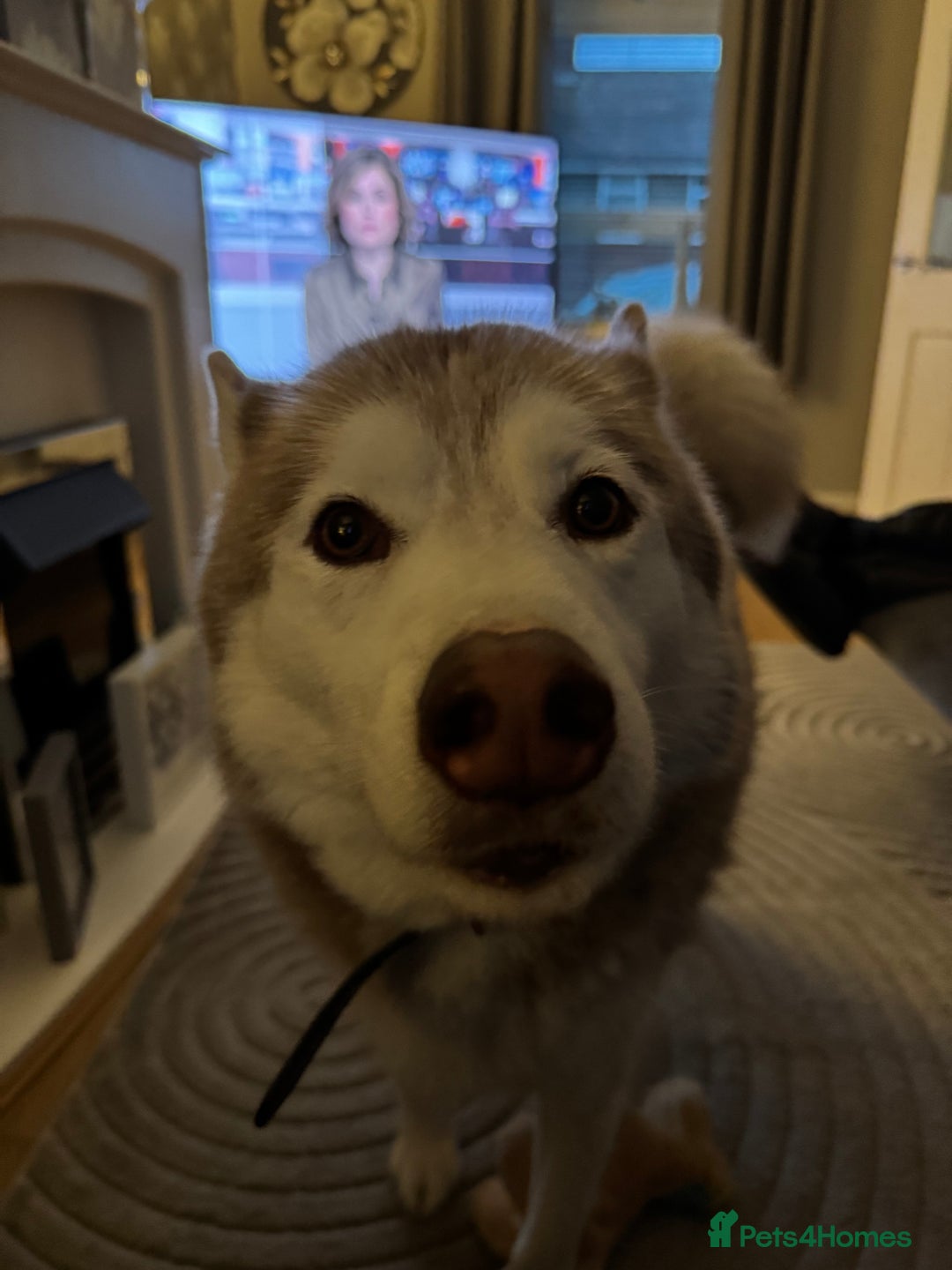 Siberian Husky dogs for sale: Red and white 8 year old Siberian Husky - Advert 2