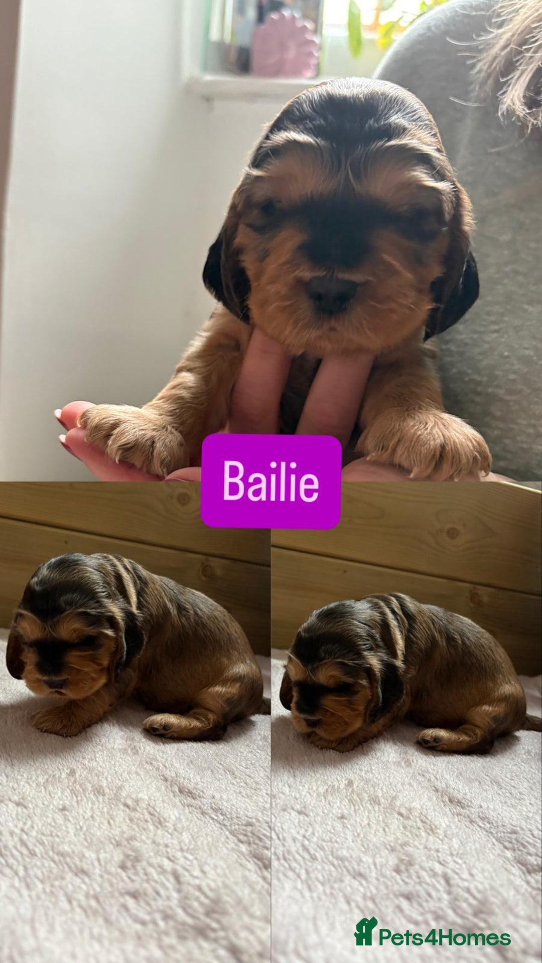 Cocker Spaniel dogs for sale: Sable Cocker Spaniels  - Image 8