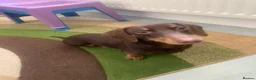 Miniature Dachshund dogs for stud: Chocolate and tanned mini dachshund boy  in Ilford - Advert 9