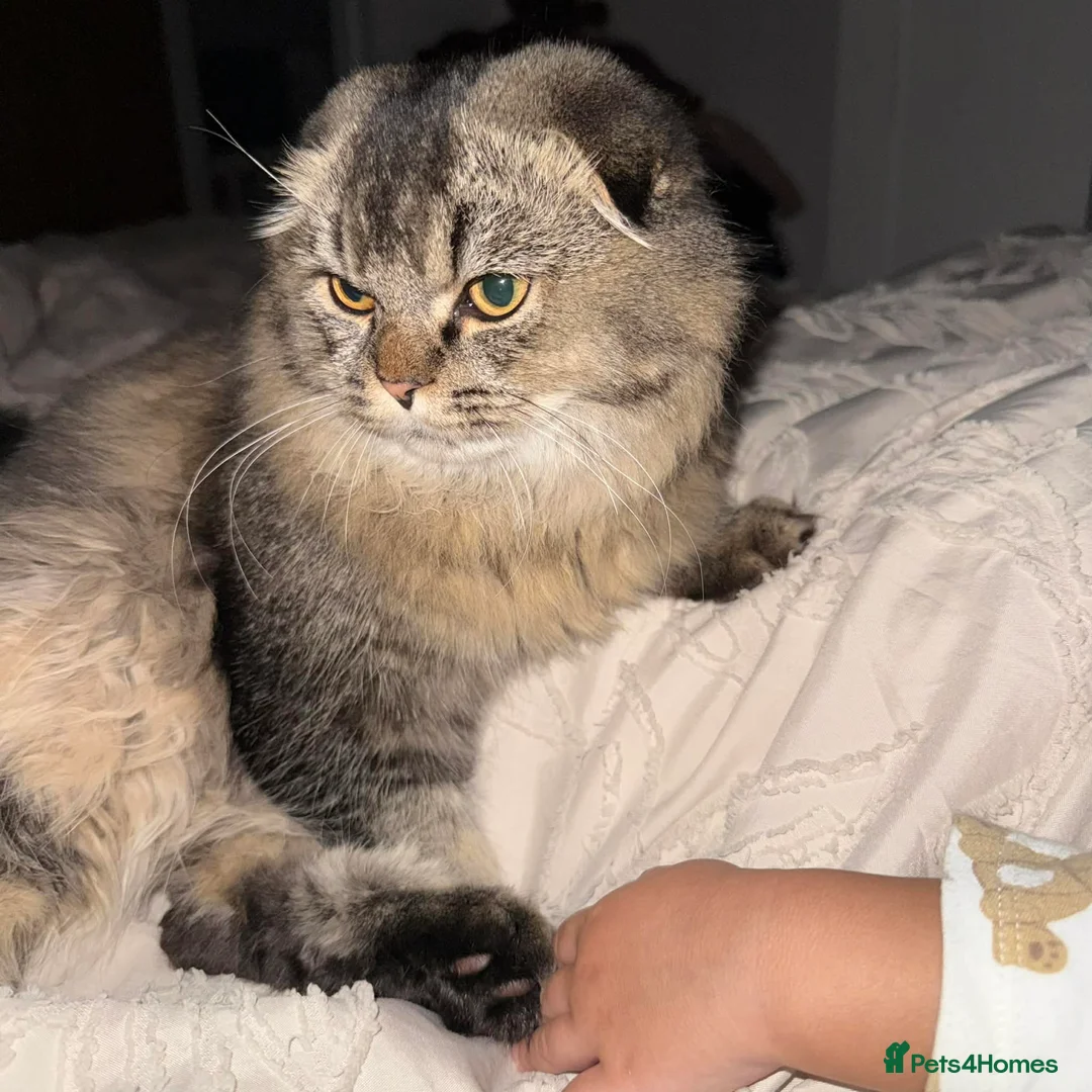 Scottish Fold cats for sale: Pure Scottish fold - Advert 2