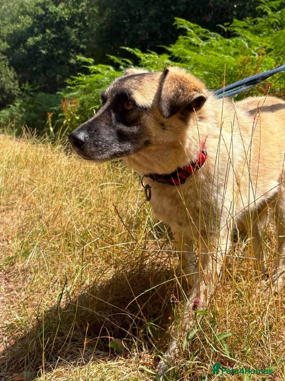 Mixed Breed dogs for adoption: Rodney - Norwich Norfolk  - Advert 2