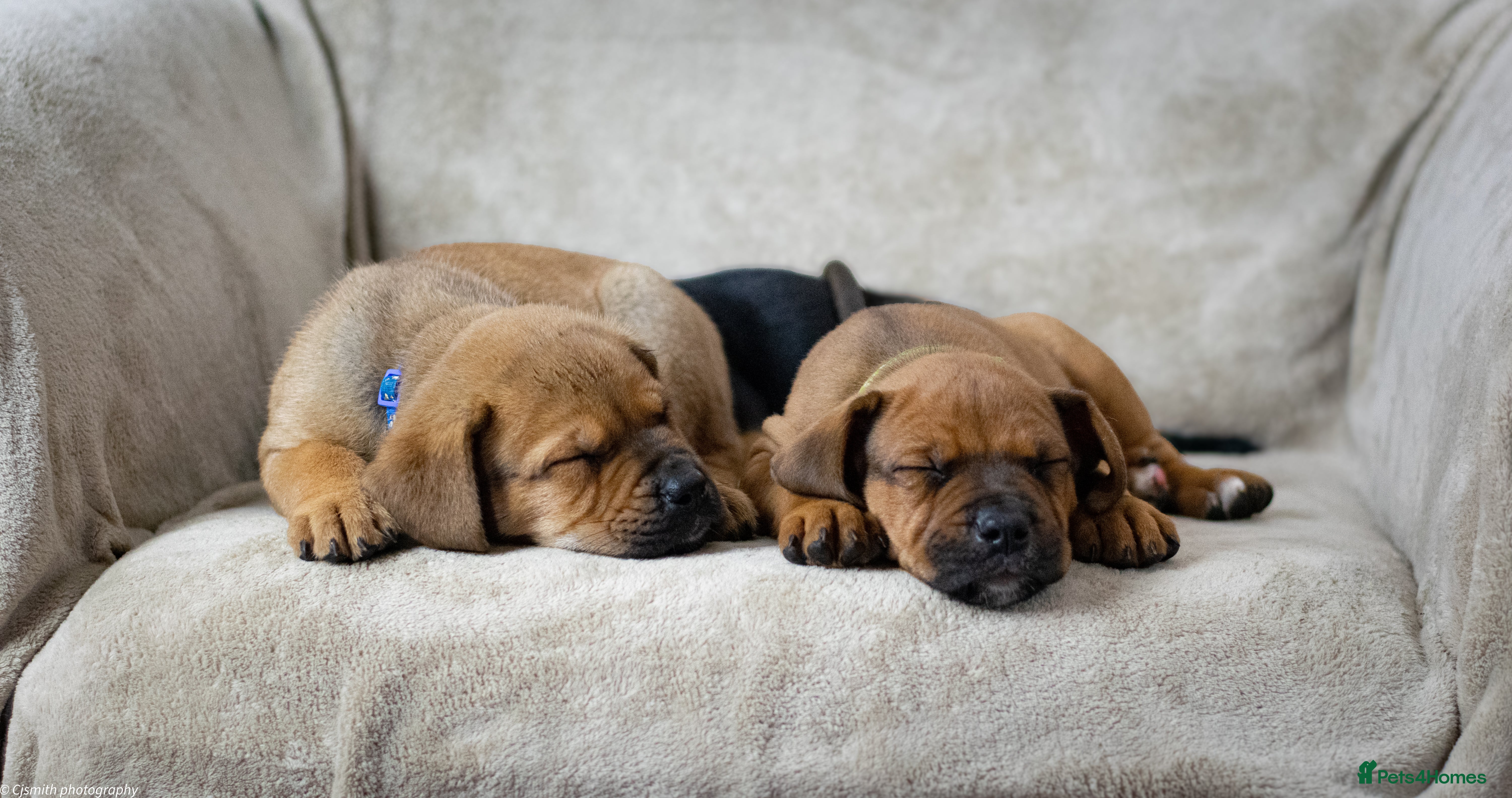 Mixed Breed dogs Puppies for sale  - Advert 2