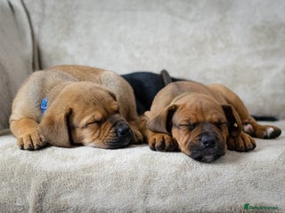 Mixed Breed dogs Puppies for sale - Advert 9