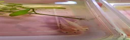Other/Mixed Breed fish for sale: Axolotles in Arbroath - Advert 2