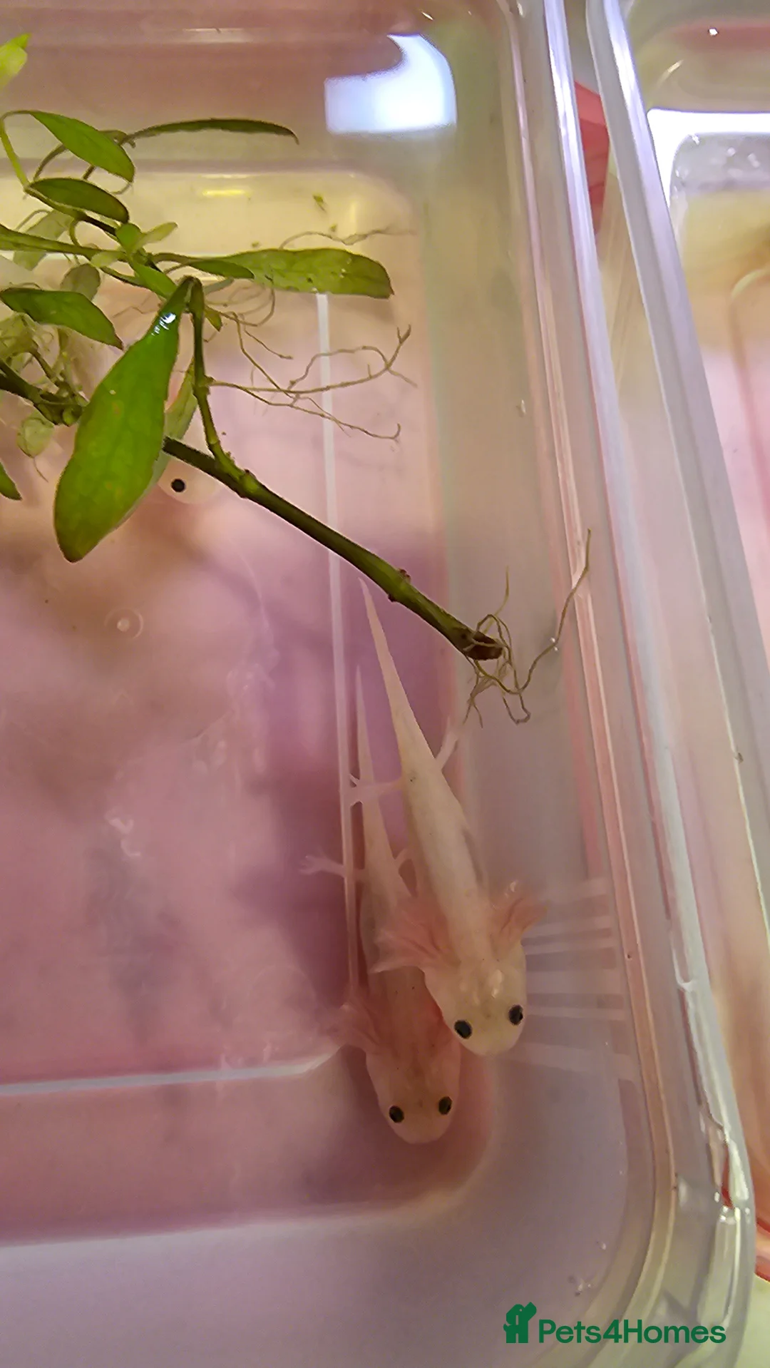 Other/Mixed Breed fish for sale: Axolotles in Arbroath - Advert 2